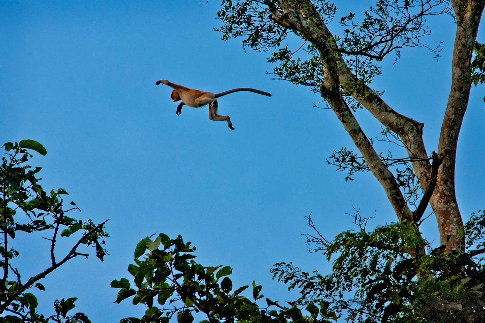 A proboscis monkey, Kinabatangan