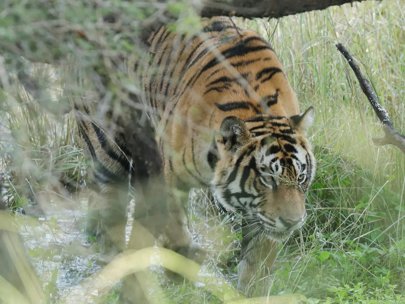 Ranthambore, the dry forest at dawn